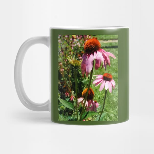 Coneflower in Garden by SusanSavad